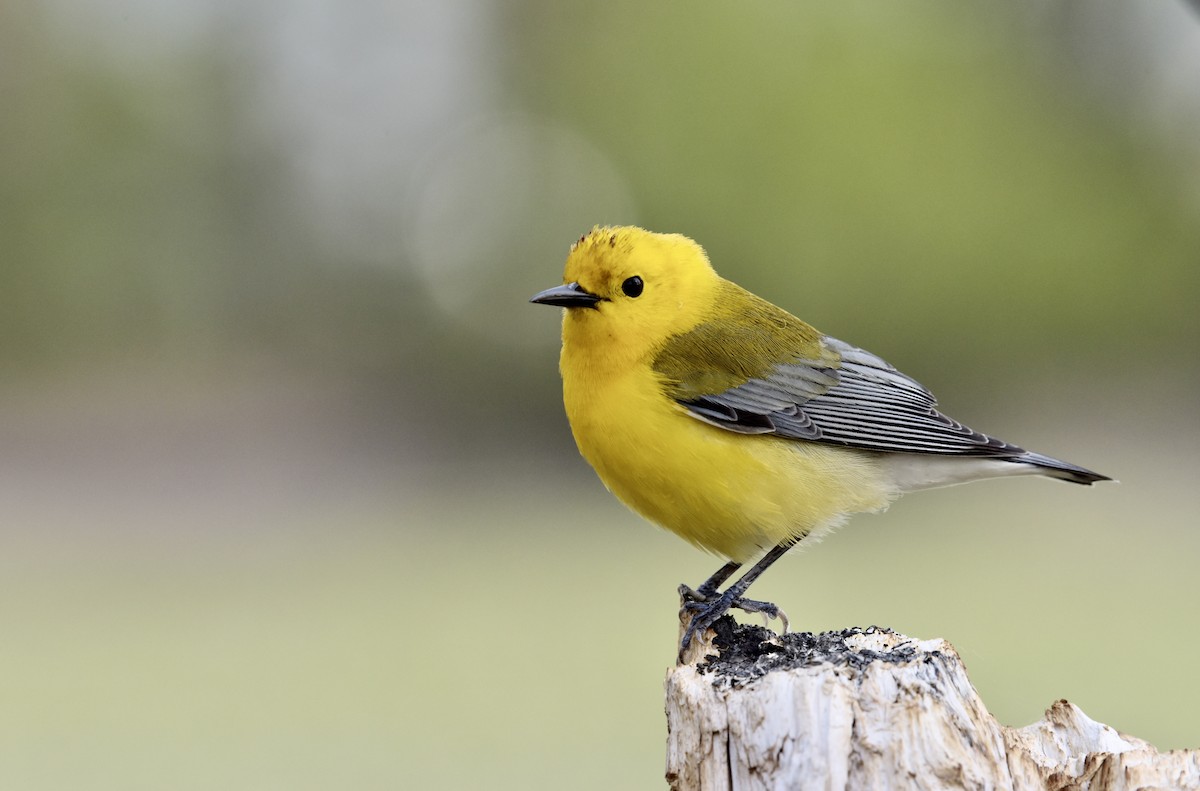 Prothonotary Warbler - ML572733941