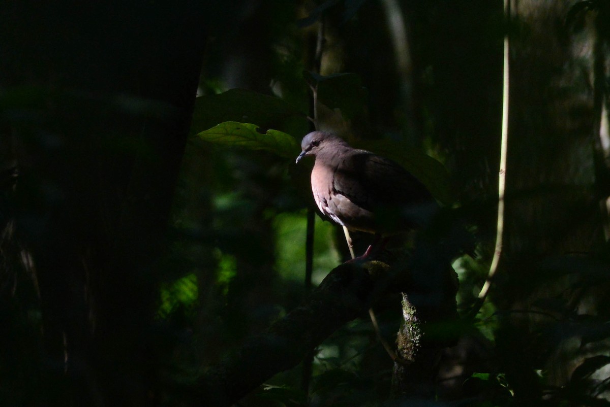 Gray-fronted Dove - ML572741481