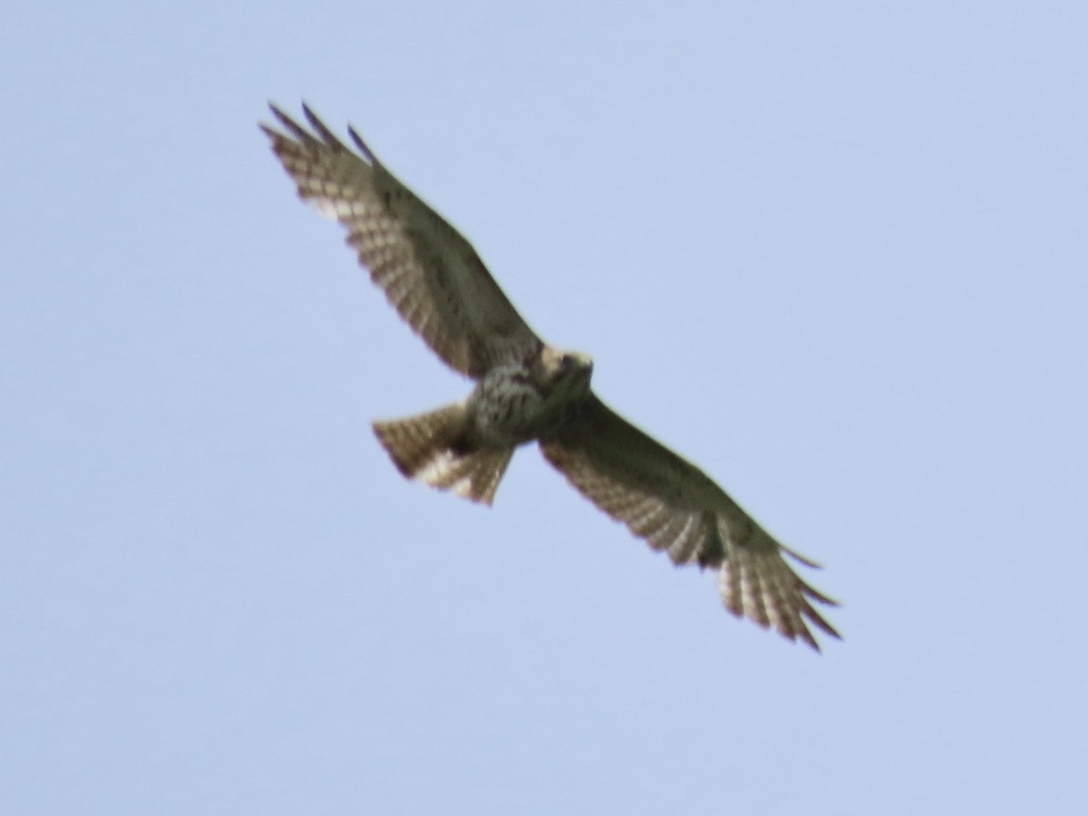 Broad-winged Hawk - ML572742731