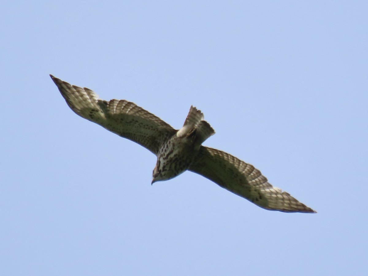 Broad-winged Hawk - ML572742741