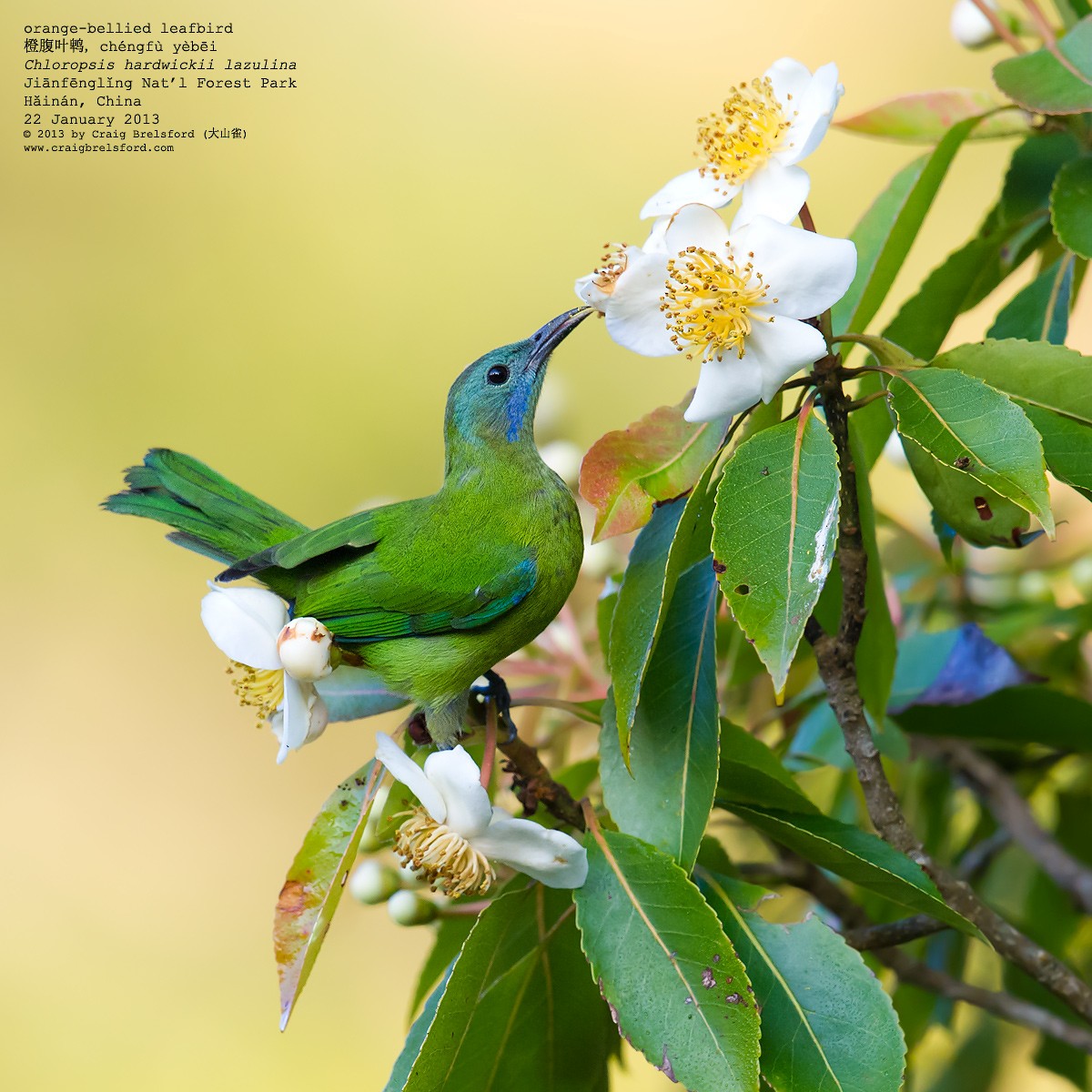 Orange-bellied Leafbird - ML57274561