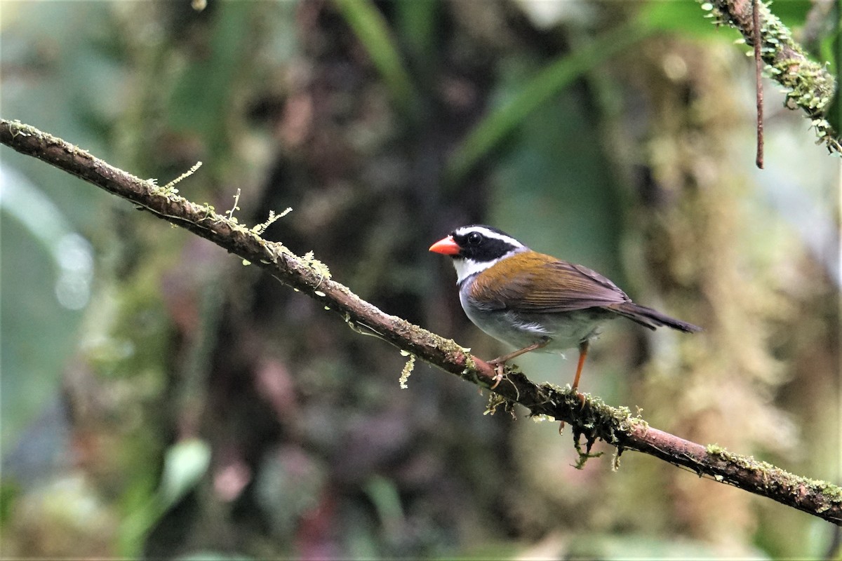 Orange-billed Sparrow - ML57274741