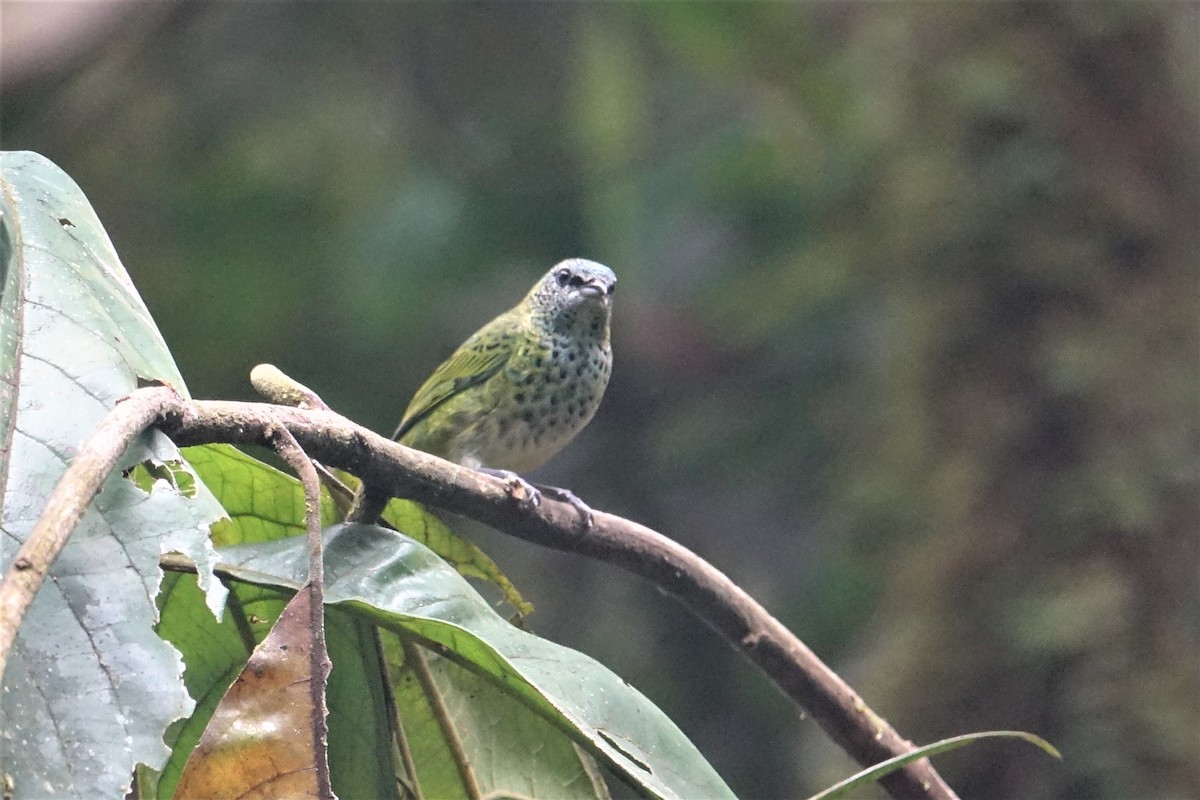 Spotted Tanager - ML57274761