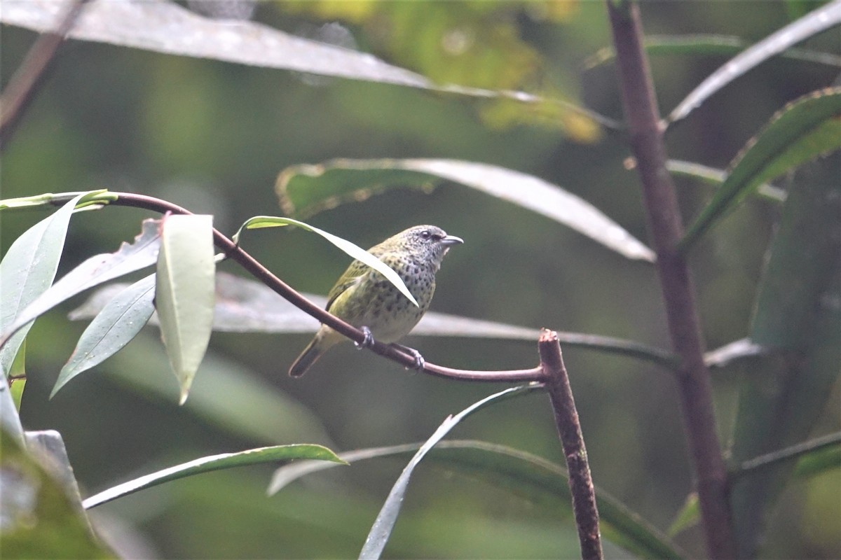 Spotted Tanager - ML57274771