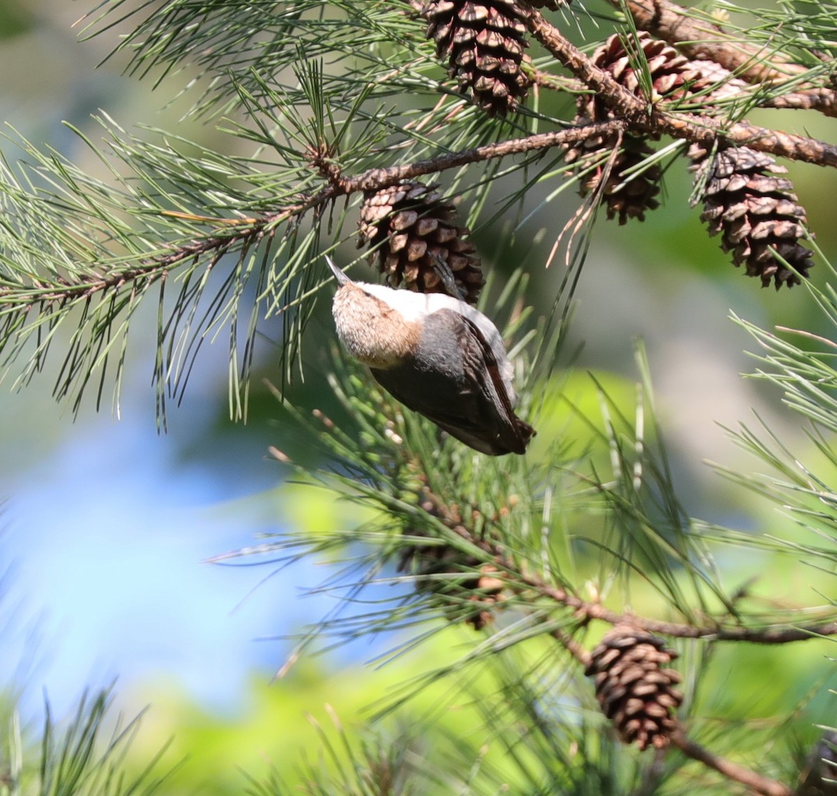 Brown-headed Nuthatch - ML572749211