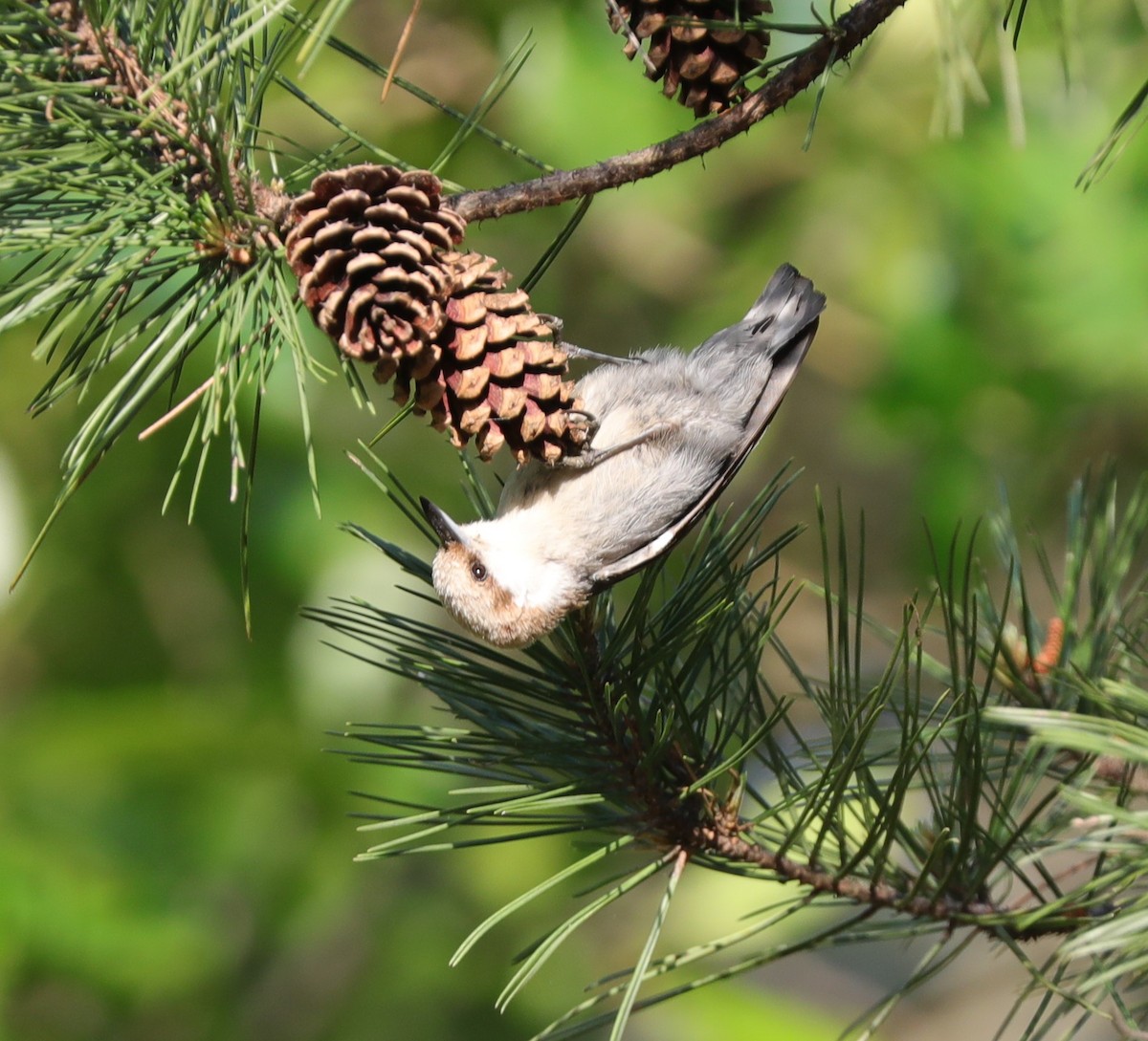 Brown-headed Nuthatch - ML572749251