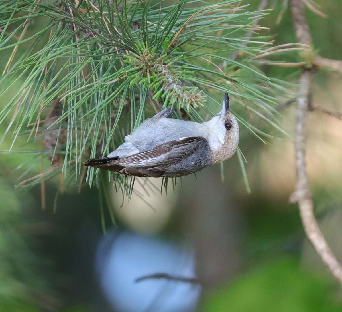 Brown-headed Nuthatch - ML572749281