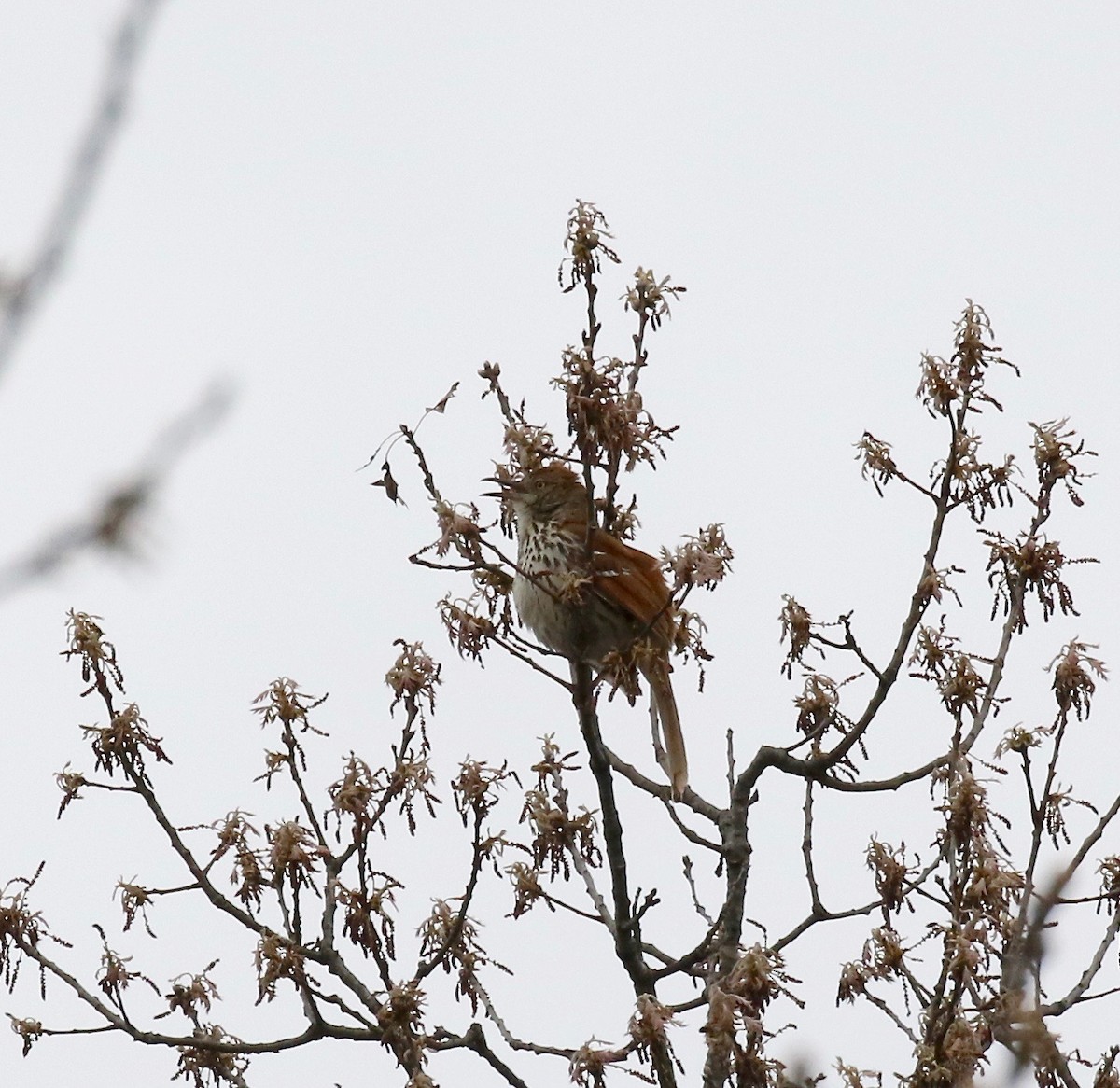 Media Search Macaulay Library and eBird