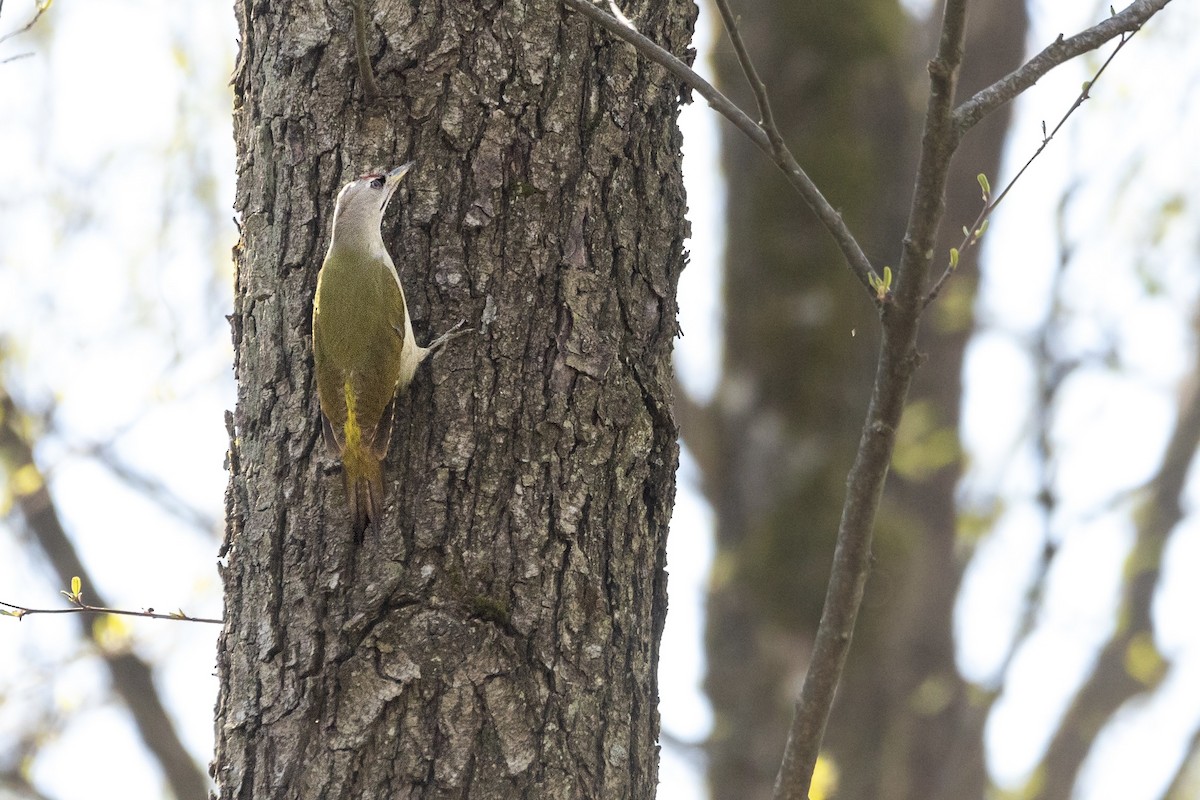 Gray-headed Woodpecker - ML572756801