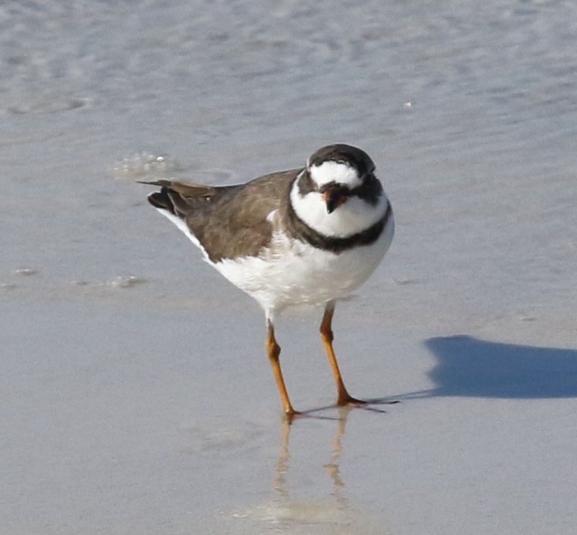 Semipalmated Plover - Bruce  Purdy