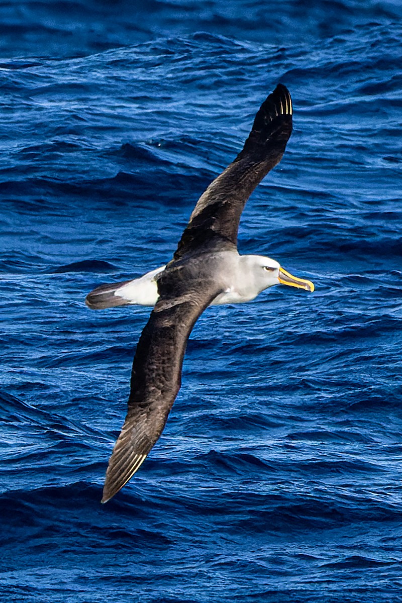 Buller's Albatross - ML572760511