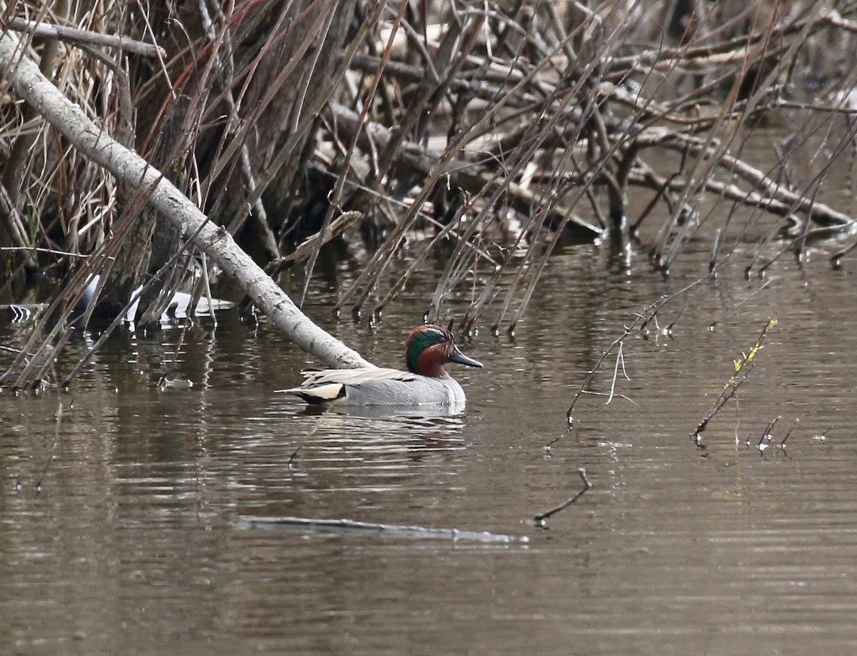 Green-winged Teal - ML572761001
