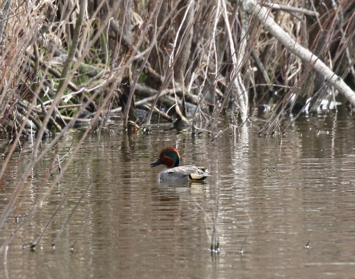 Green-winged Teal - ML572761031