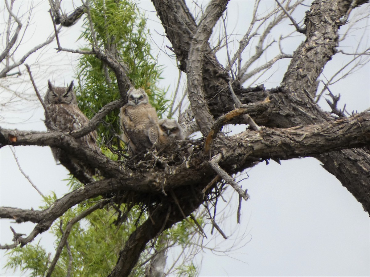 Great Horned Owl - ML572761201