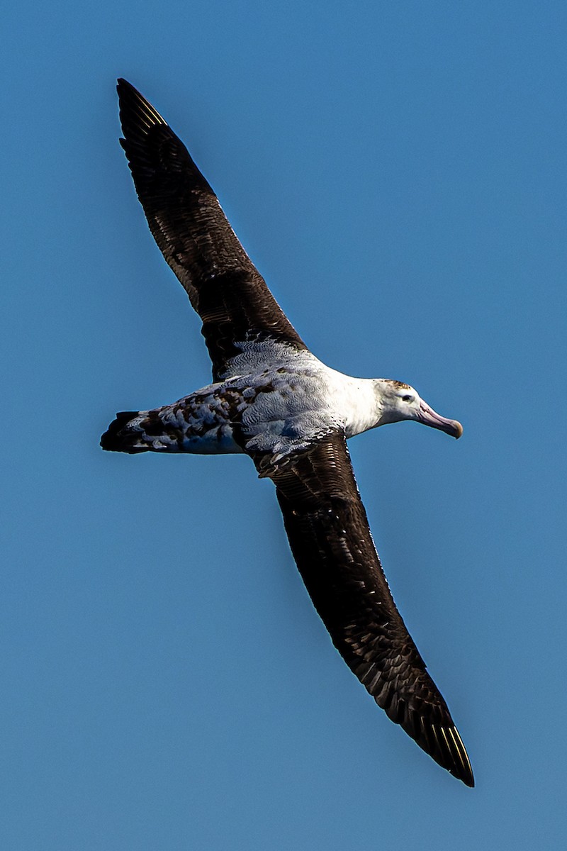 Wandering Albatross (Gibson's) - ML572764701