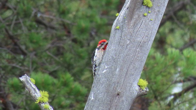 Red-naped x Red-breasted Sapsucker (hybrid) - ML572764961
