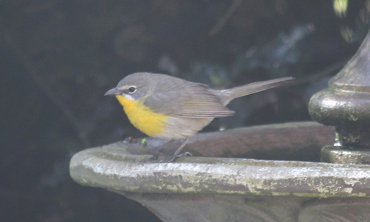 Yellow-breasted Chat - ML572765181