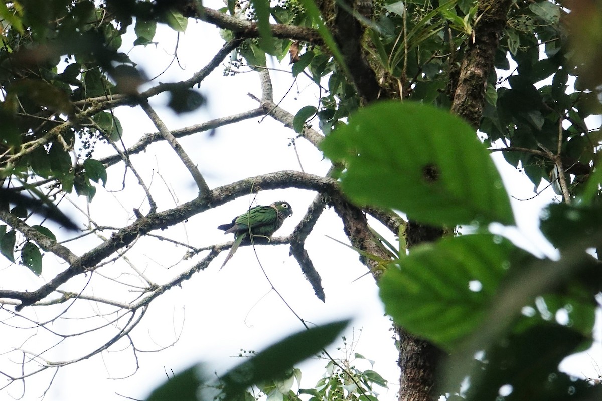 Maroon-tailed Parakeet - ML57276881