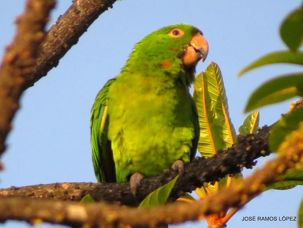 Green/Pacific Parakeet - ML572773521