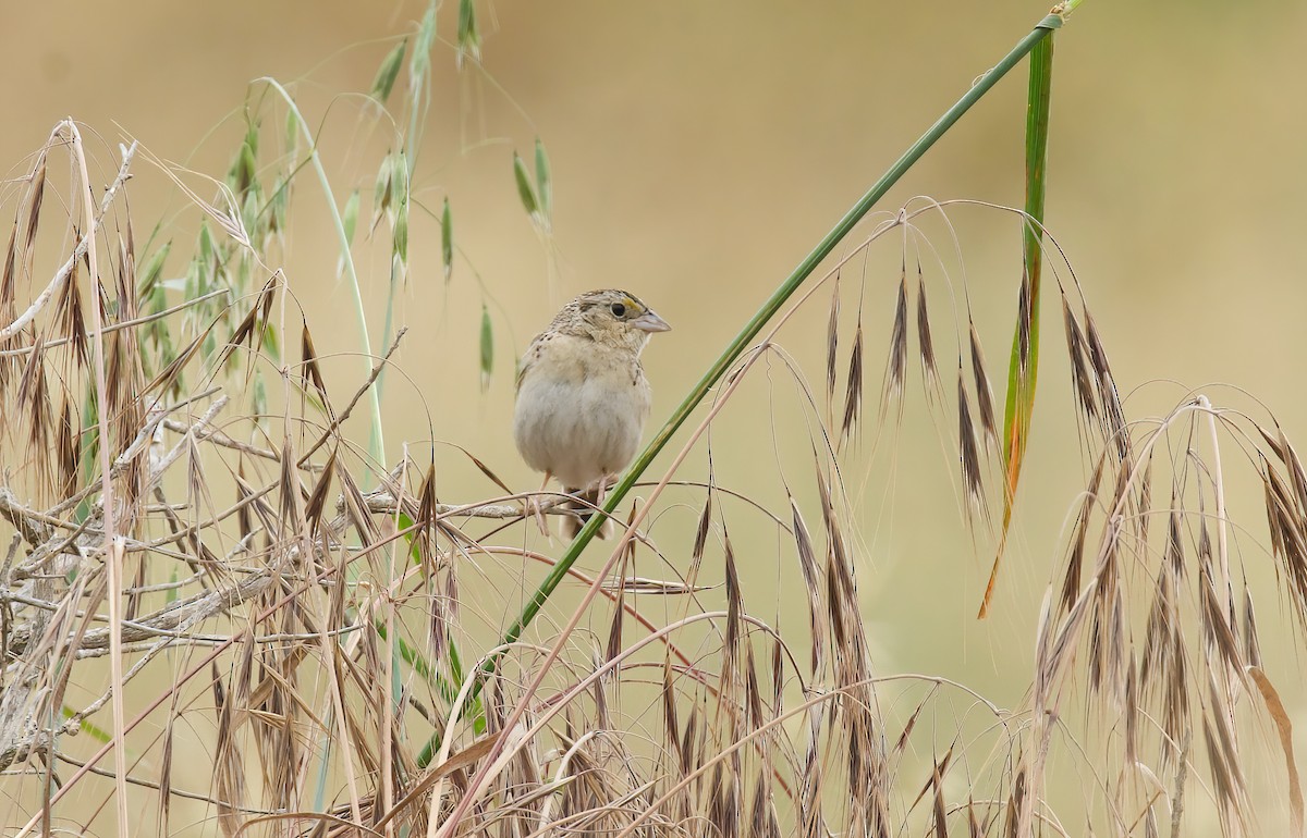 Grasshopper Sparrow - ML572775501