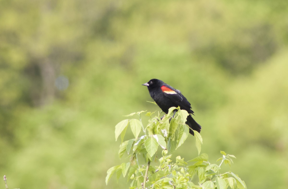 Red-winged Blackbird - ML572776911