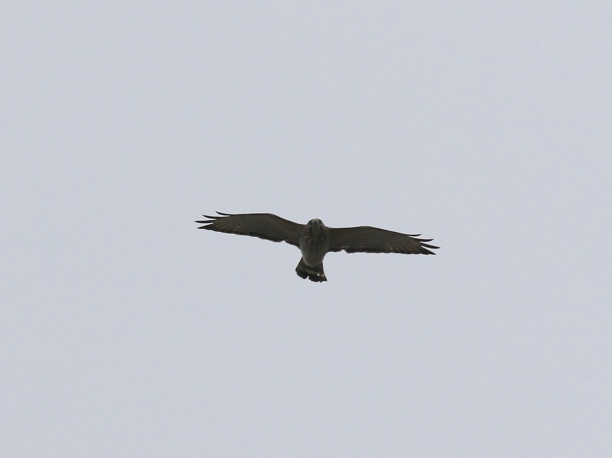 Broad-winged Hawk - ML572777751