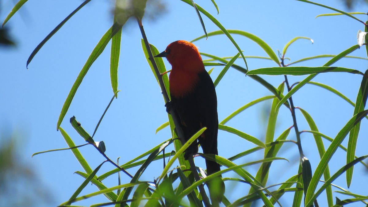 Scarlet-headed Blackbird - ML572780131