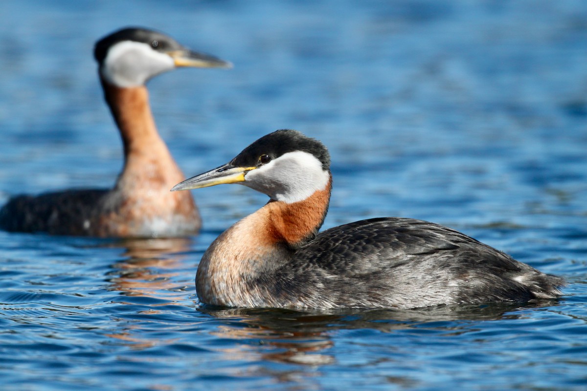 Red-necked Grebe - ML572781391