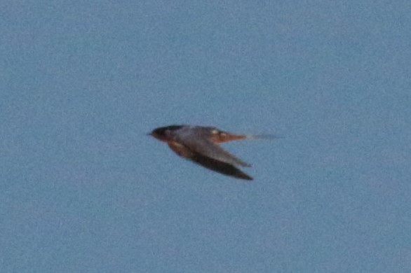Barn Swallow (American) - ML57278301
