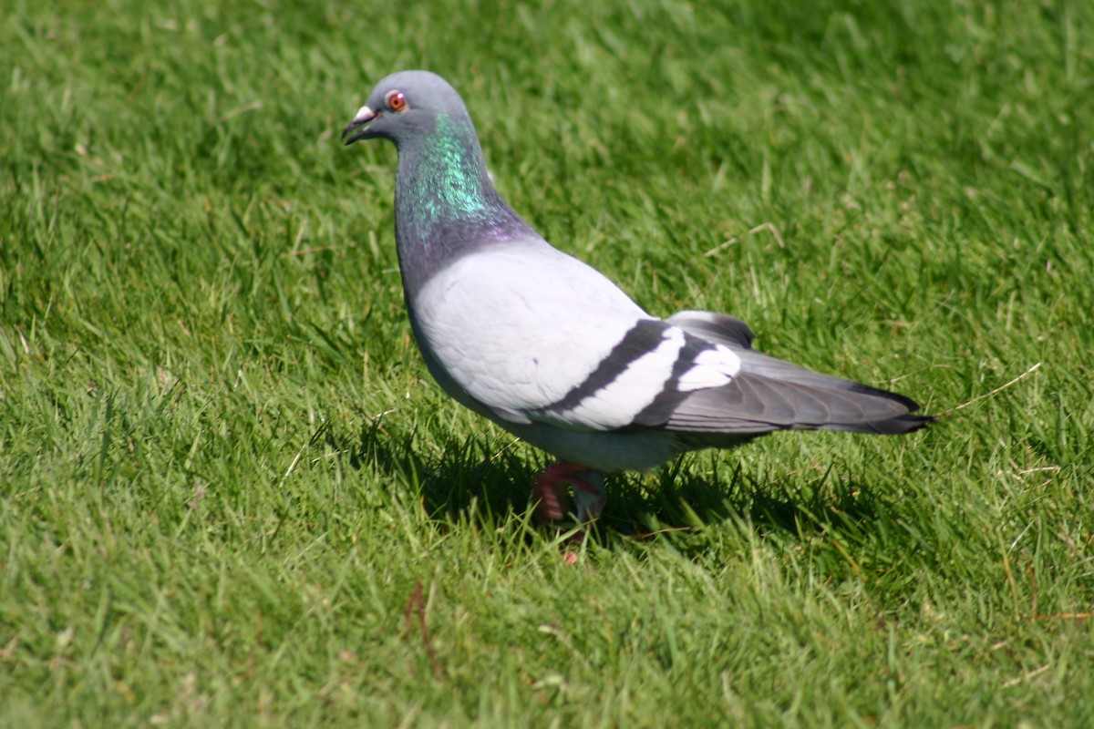 Rock Pigeon (Feral Pigeon) - ML572786241