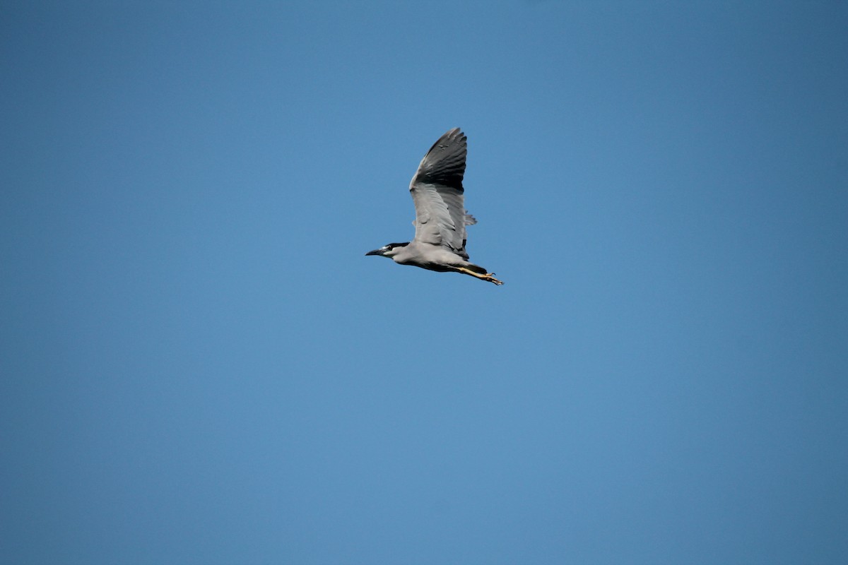 Black-crowned Night Heron - ML57278811