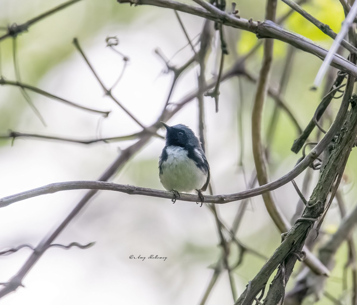Black-throated Blue Warbler - Amy Holloway