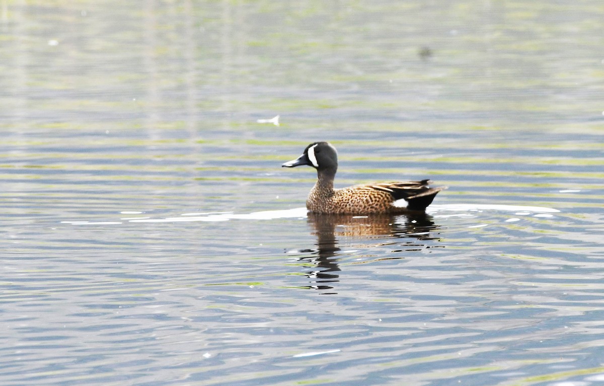 Blue-winged Teal - ML572790361