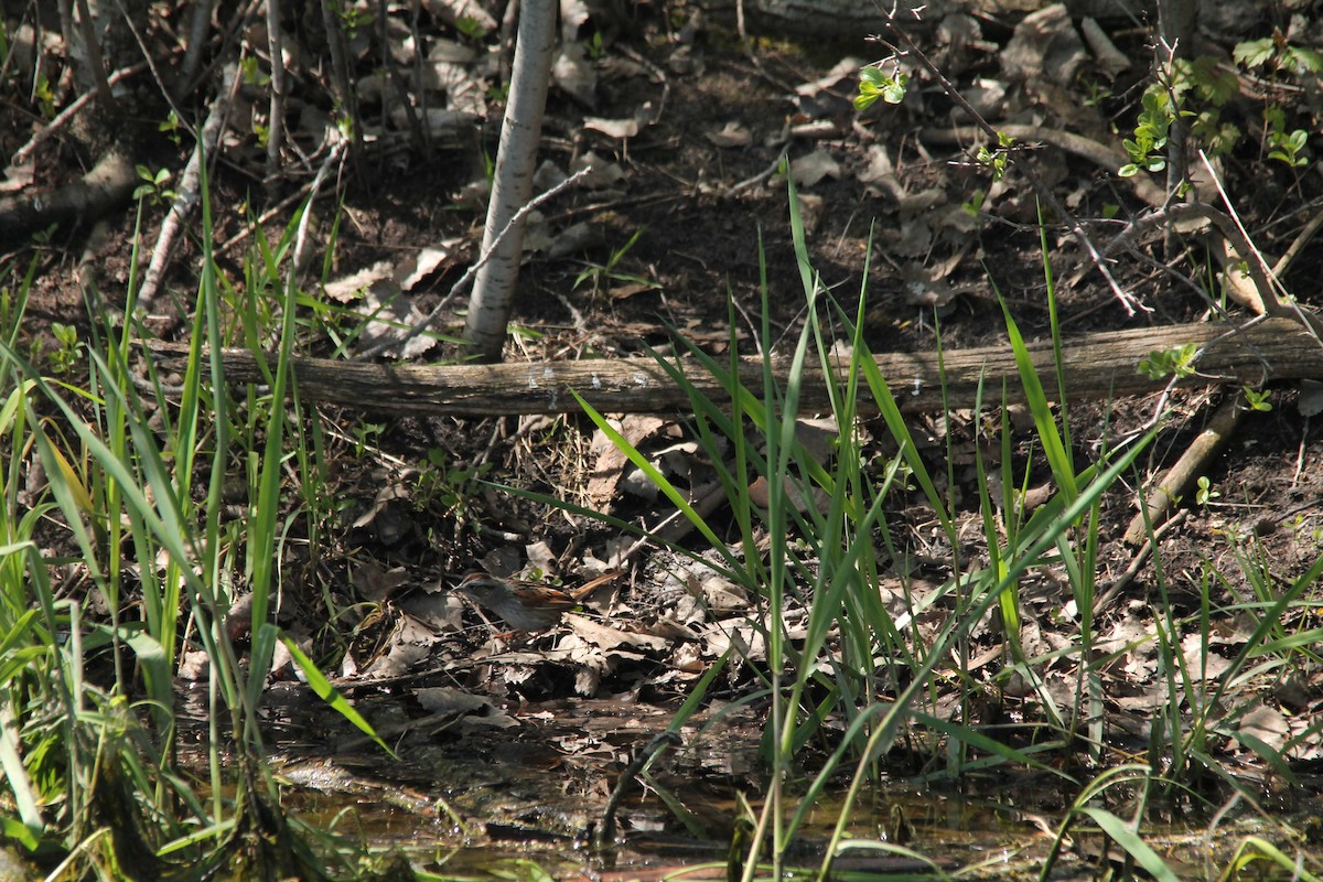 Swamp Sparrow - ML57279391