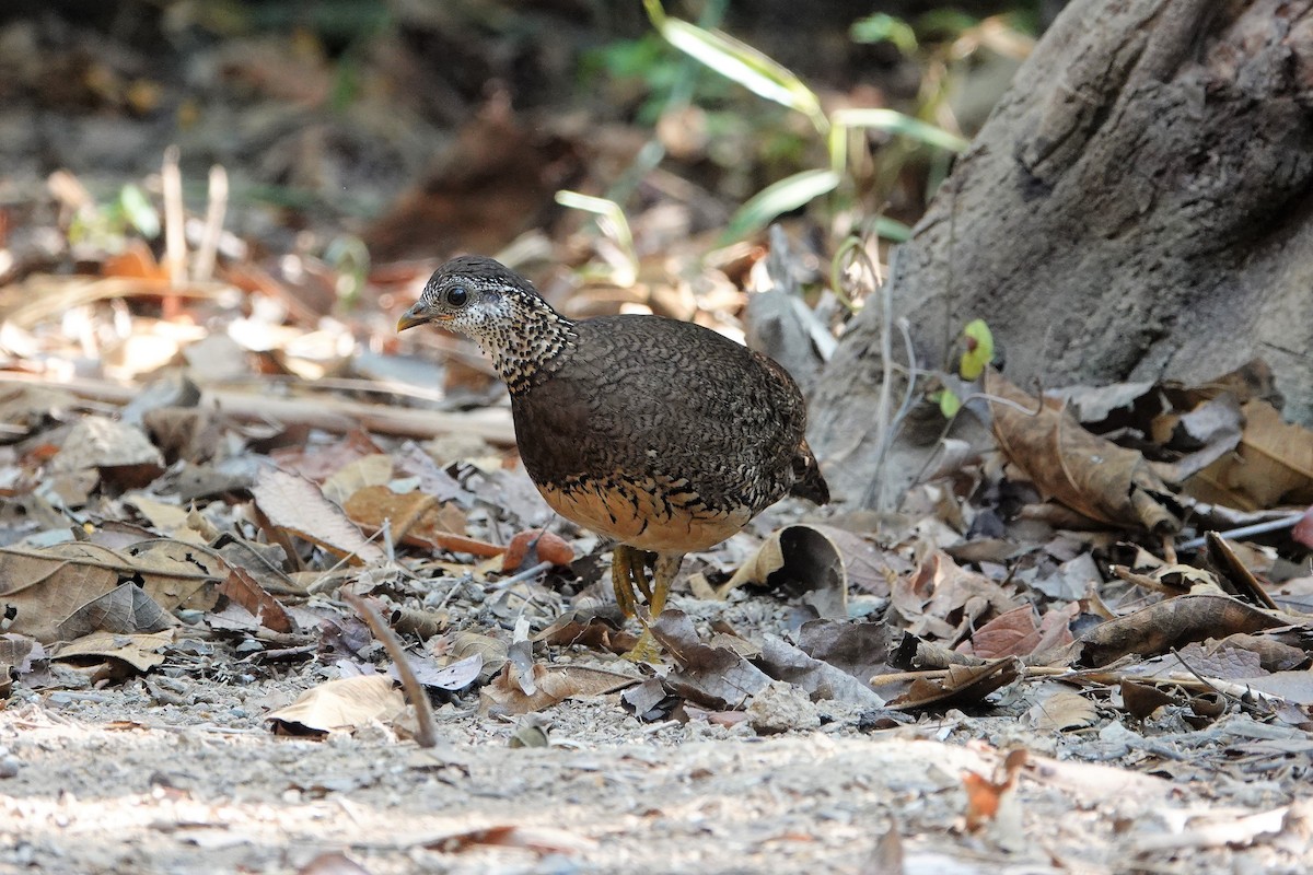 Scaly-breasted Partridge - ML572794551
