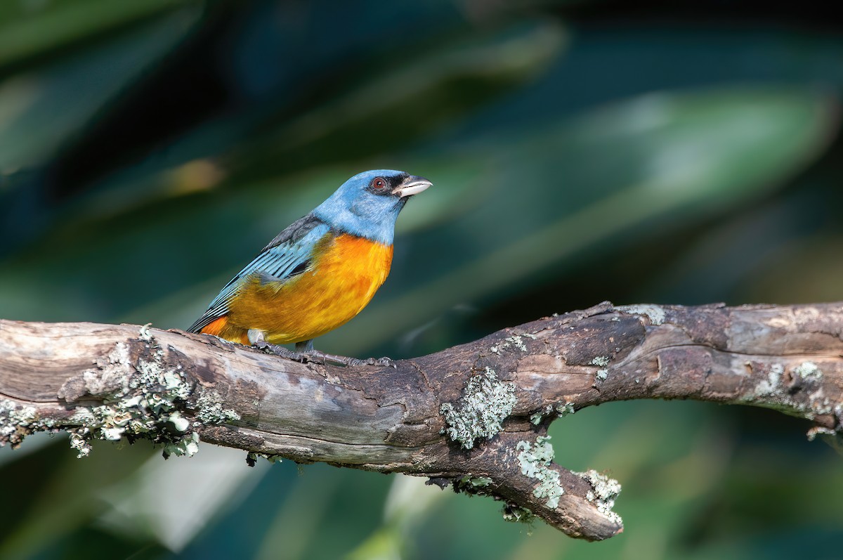Blue-and-yellow Tanager - ML572798281
