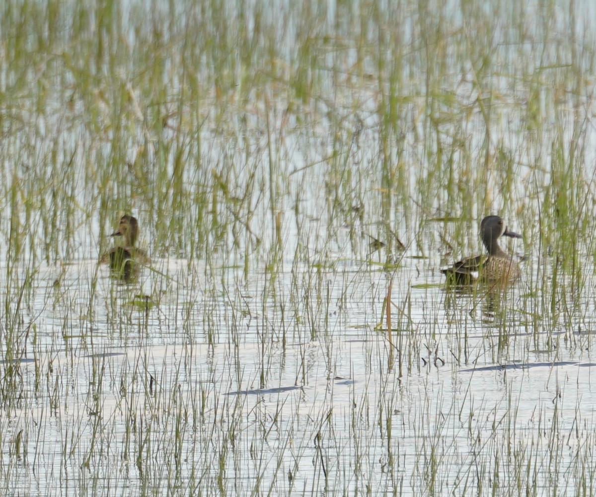 Blue-winged Teal - ML572801321