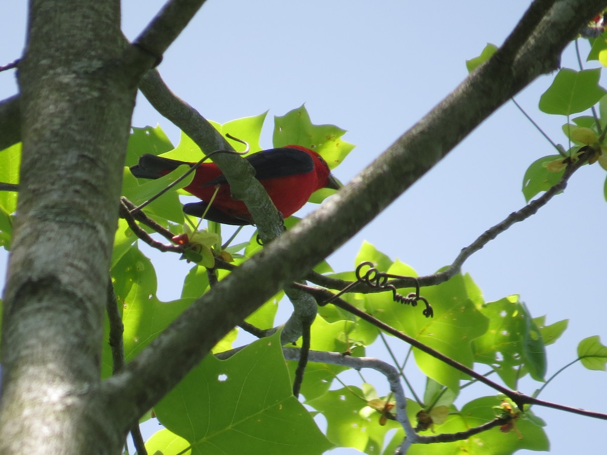 Scarlet Tanager - ML572801641