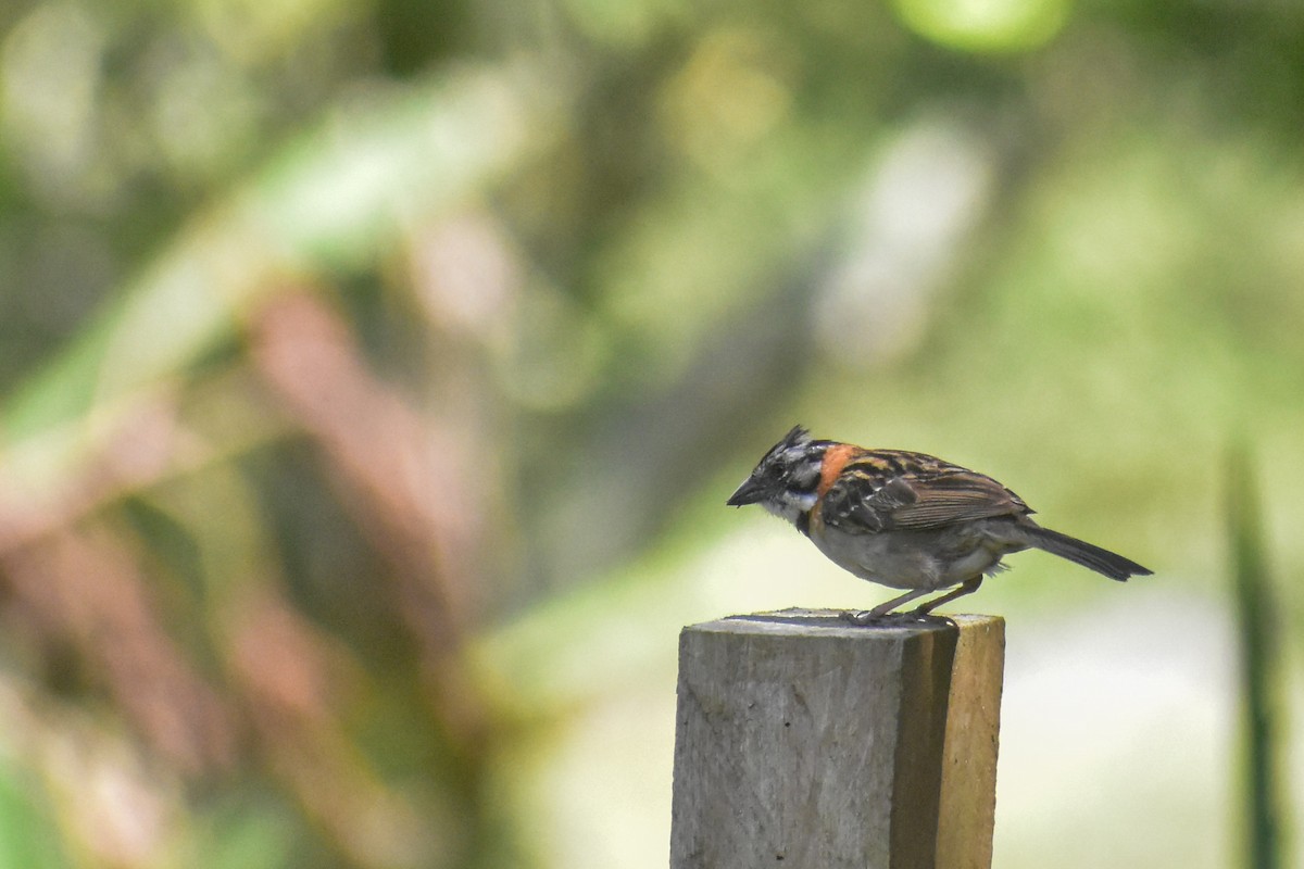 Rufous-collared Sparrow - ML572801781
