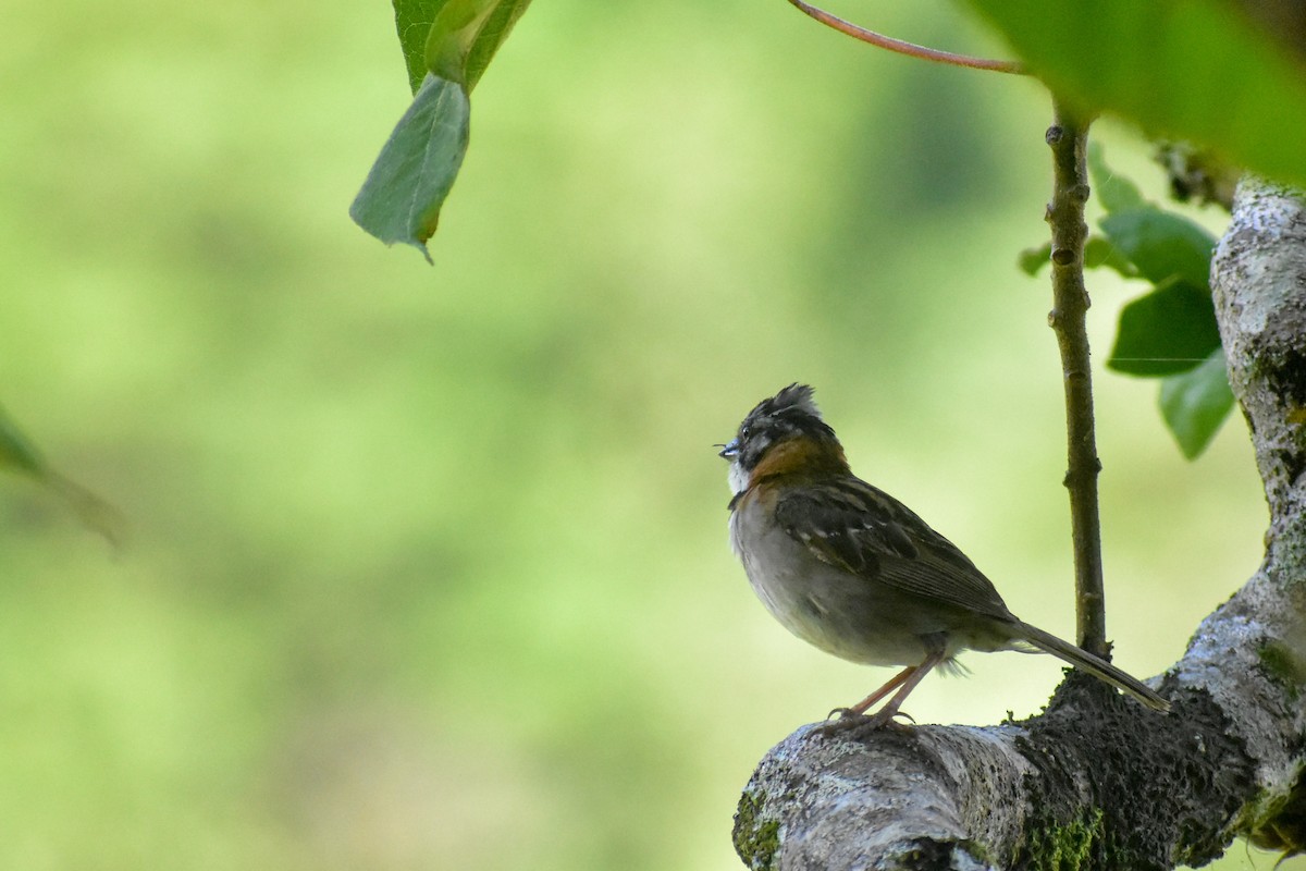 Rufous-collared Sparrow - ML572801791