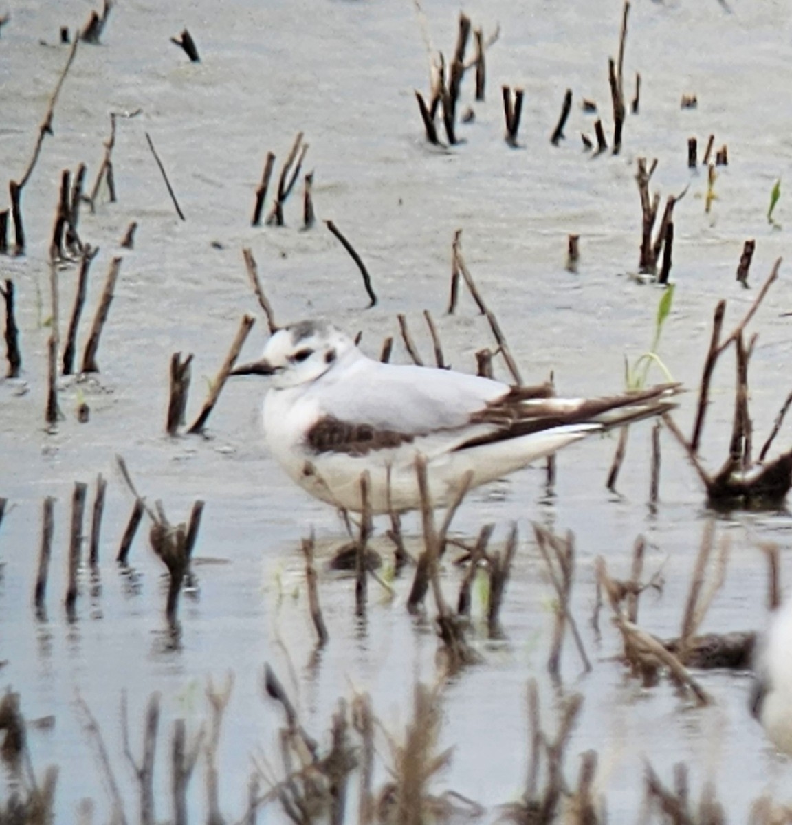 Little Gull - ML572805551