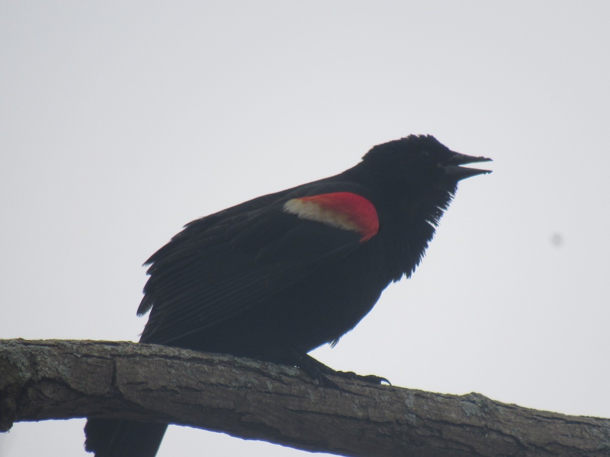 Red-winged Blackbird - ML572806991
