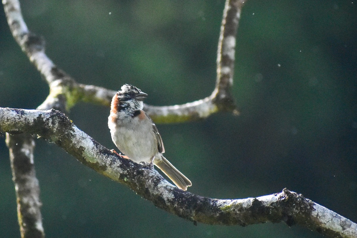 Rufous-collared Sparrow - ML572807811