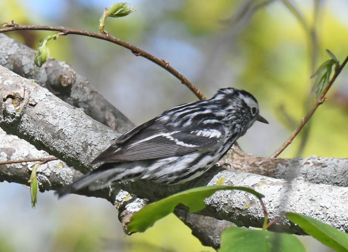 Black-and-white Warbler - ML572809761