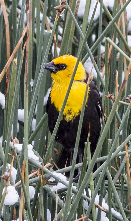 Yellow-headed Blackbird - Brad Singer