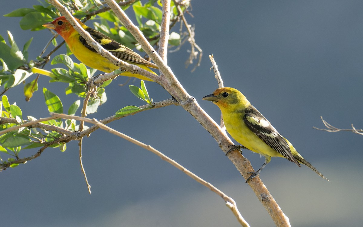 Western Tanager - ML572812871