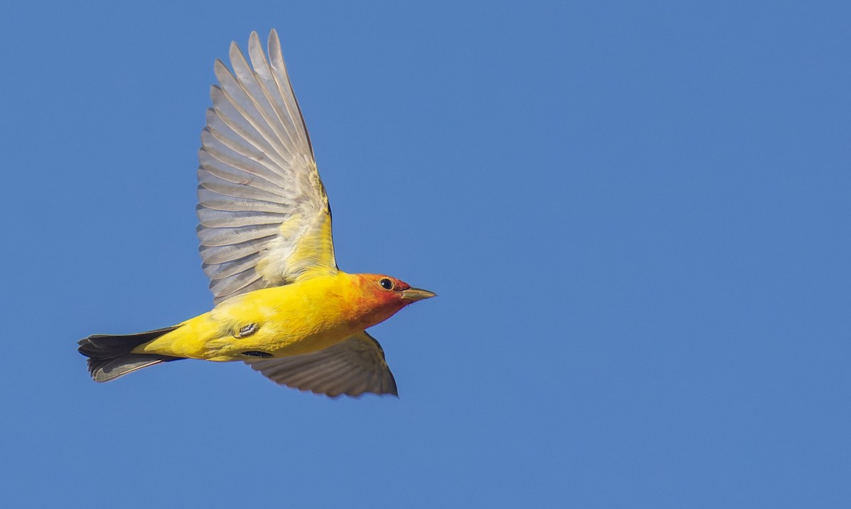 Western Tanager - ML572817681
