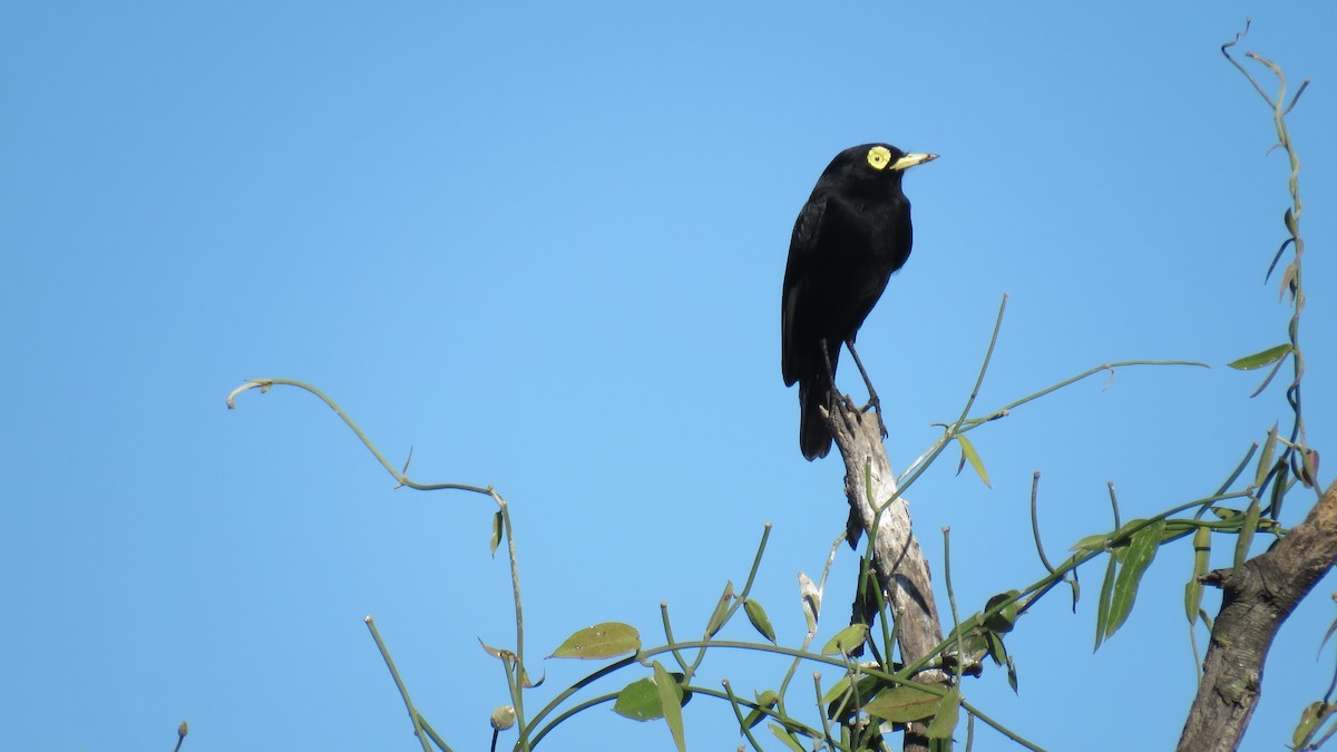 Spectacled Tyrant - ML572820401