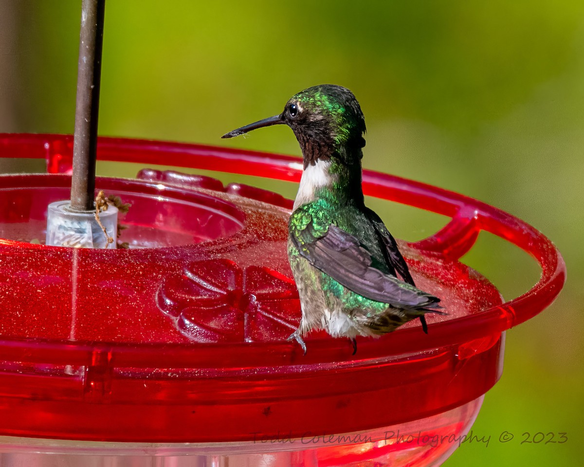 Ruby-throated Hummingbird - Todd Coleman