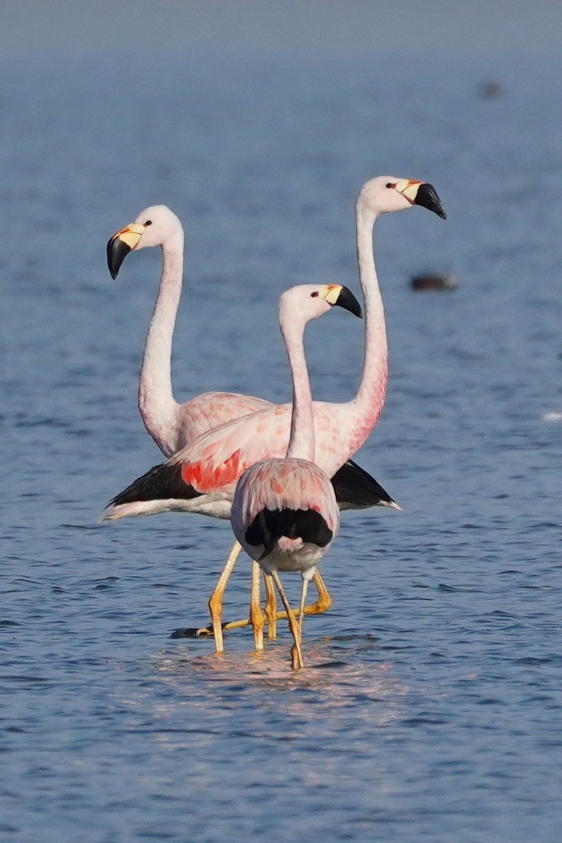 Andean Flamingo - ML572824001